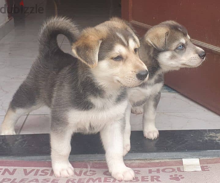 husky puppies male and female 5