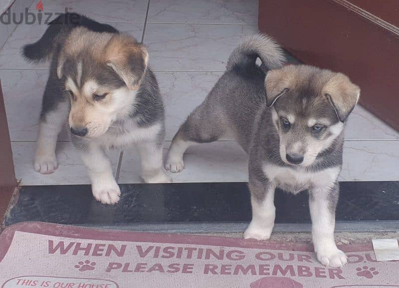 husky puppies male and female 6