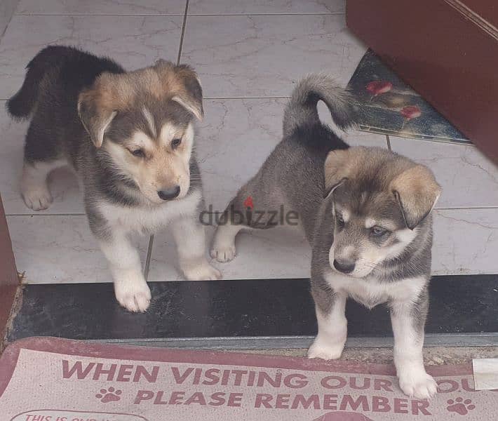 husky puppies male and female 7