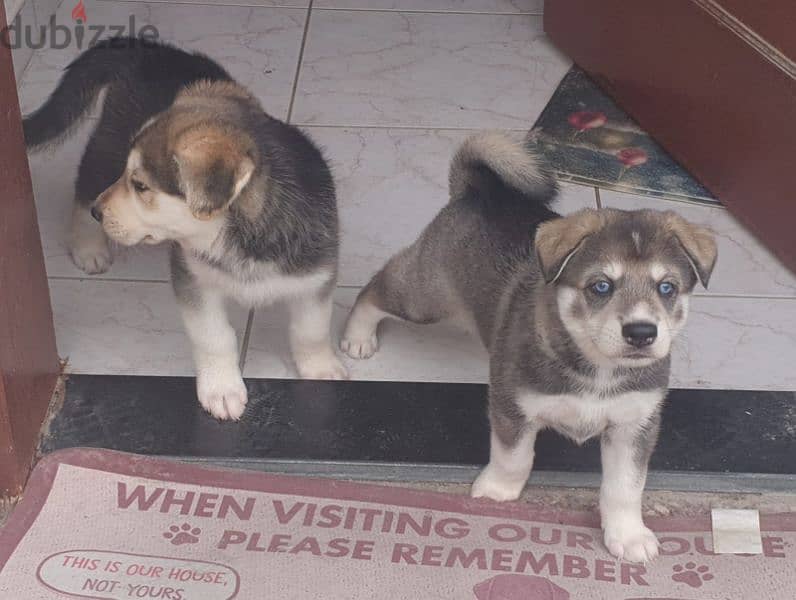 husky puppies male and female 8
