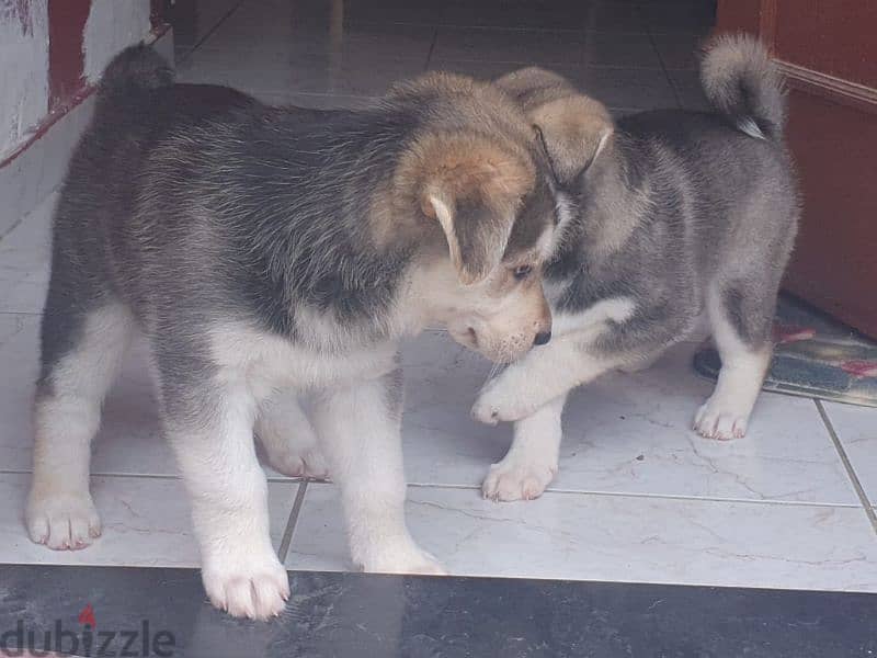 husky puppies male and female 9