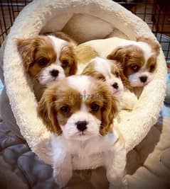 Cavalier King Charles Spaniel Puppies for sale 0