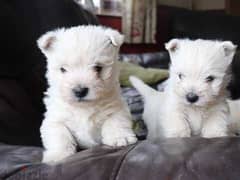 Male and Female West Highland White Terrier Puppies 0