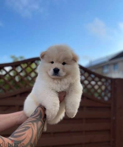 Whatsapp me (+372 5817 6491) Chow Chow Puppies 1