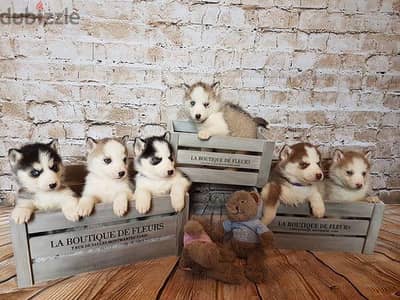 Beautiful Siberian Husky Pup's