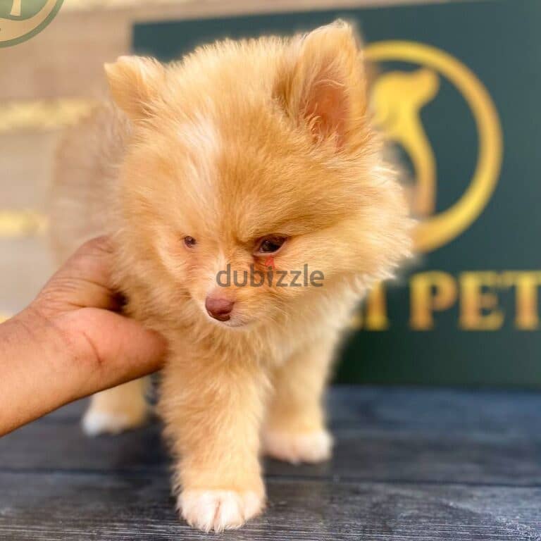 Mini Pomenerian Puppy 2