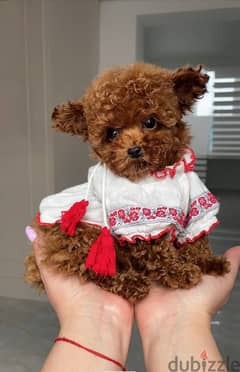 WhatsApp me (+972 55 507 2696 ) Pomeranian Puppy adoption