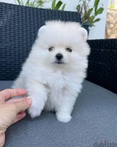 White Pomer,anian for sale. WHATSAPP. +1 (484) 718‑9164‬