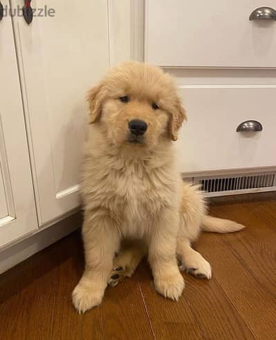 Male Golden Retriever for sale.