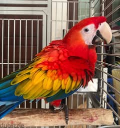 Macaw parrot available 0