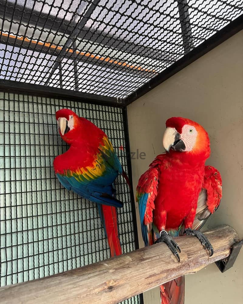 Macaw parrot available 1
