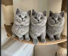 Beautiful British Shorthair Kittens(Whatsapp. . +37126799459)
