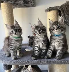 Whatsapp me (+972 55507 4990) Maine Coon Cats