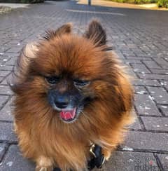 Brown Pomeranian puppies for Adoption 0
