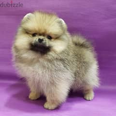 Male Cream Pomer,anian for sale