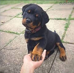 Rottweiler  male for sale 0
