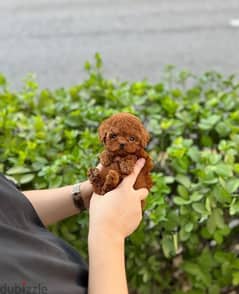 Tcup Male Poo,dle for sale . . WHATSAPP :‪ +1 (909),315‑-3853‬ 0