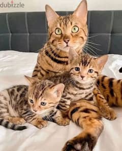 Bengal for sale . . WHATSAPP :‪ +1 (909),315‑-3853‬