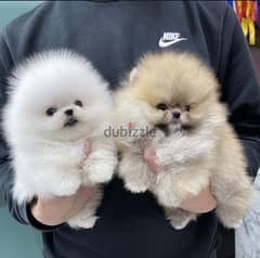 Male & Female Tcup Poms for sale 0
