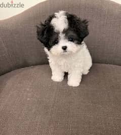 Tcup Poo,dle puppy for sale. WHATSAPP. +1 (484) 718‑9164‬