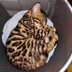 Male Bengal for sale 0