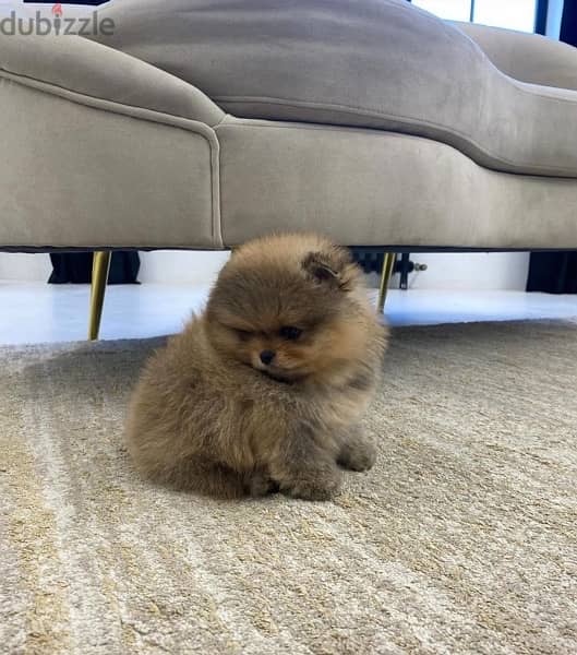Male Trained Pomer,anian for sale 2