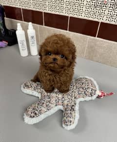 Female Poo,dle for sale . . WHATSAPP. +1 (484) 718‑9164‬