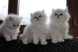 Whatsapp me (+972 55507 4990) Persian Cats 0