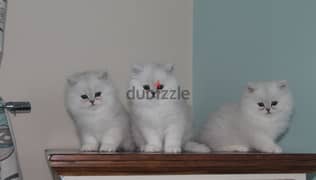 Whatsapp me (+972 55507 4990) Persian Cats 0
