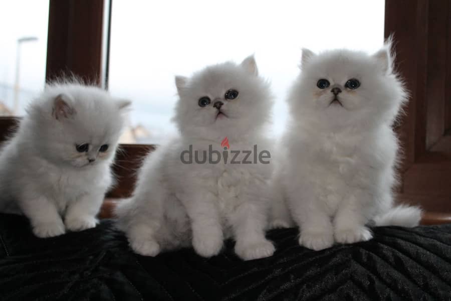 Whatsapp me (+972 55507 4990) Persian Cats 1