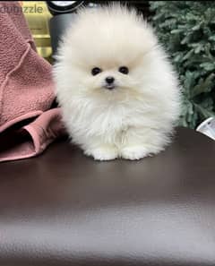 White Pomer,anian for sale 0
