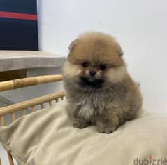 Pomer,anian puppy for sale 0