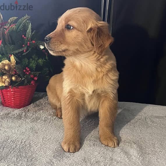 Golden Retriever Puppy 1