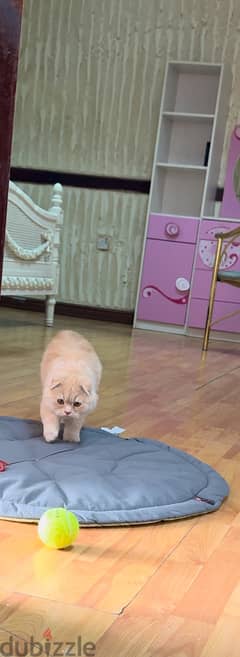 Scottish fold with cattery(wood) 0