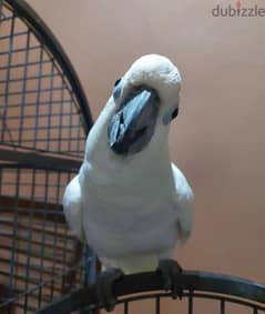 Cockatoo Parrot  for sell