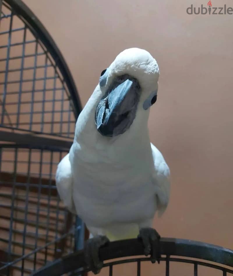 Cockatoo Parrot  for sell 0