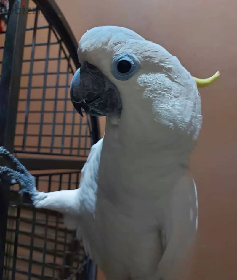 Cockatoo Parrot  for sell 1