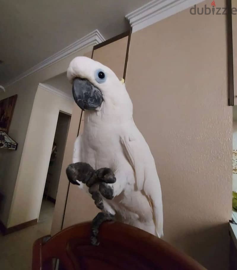 Cockatoo Parrot  for sell 2