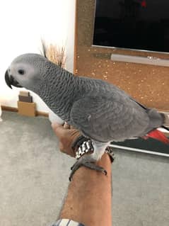 Hand raised African grey parrots available 0