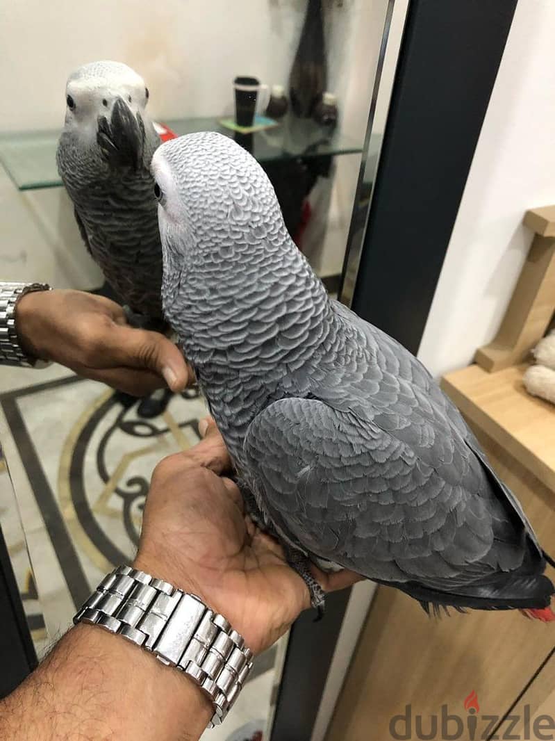 Hand raised African grey parrots available 1