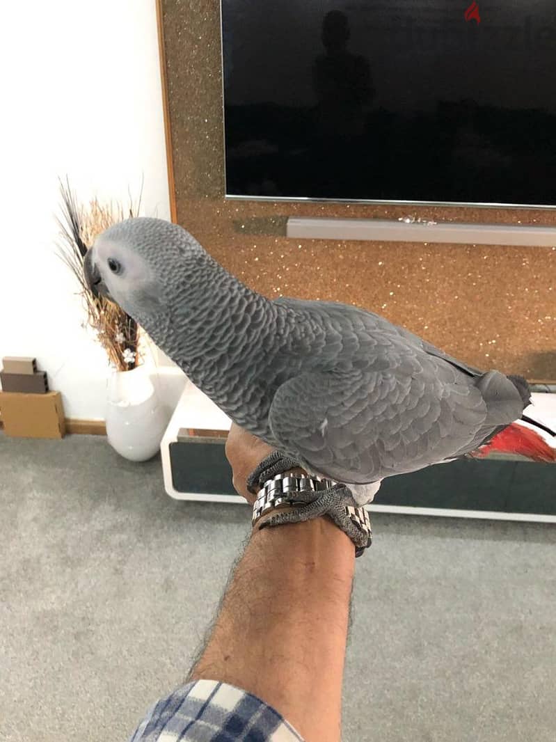 Hand raised African grey parrots available 2