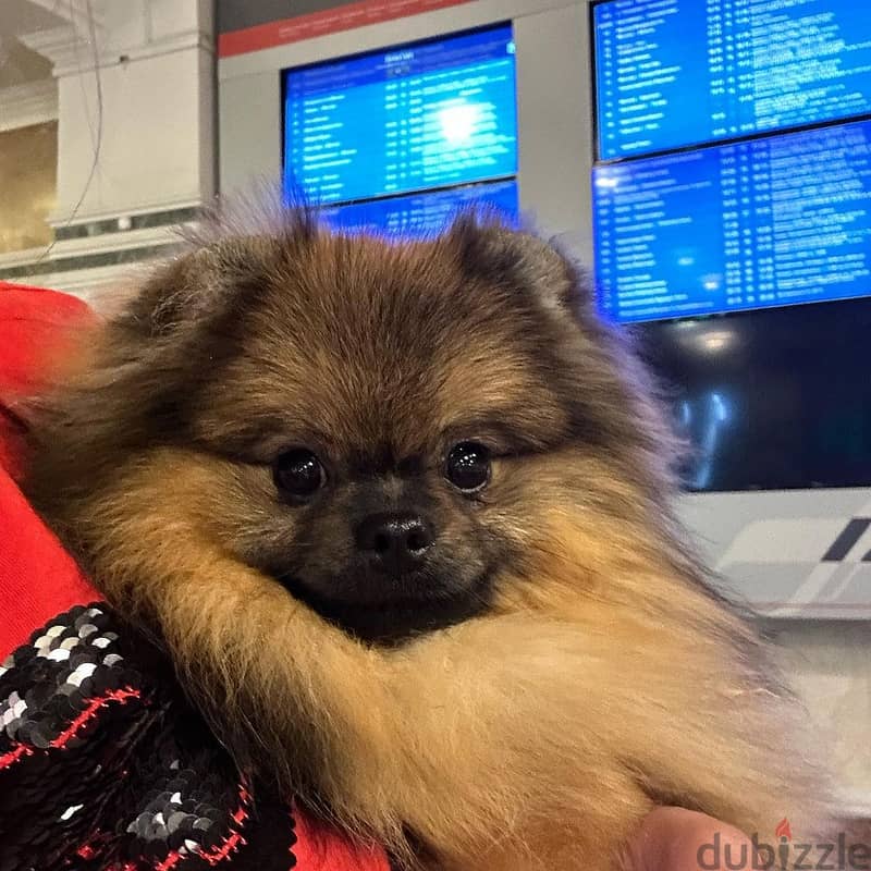 Brown Pomeranian puppies for Adoption 2
