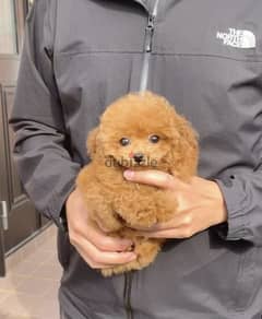 poodle puppies available 0