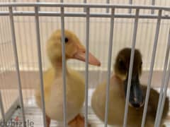 SOLD : 2 baby ducks for sale with big cage & food