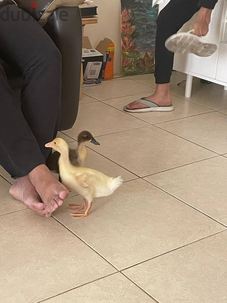 SOLD : 2 baby ducks for sale with big cage & food 1
