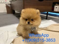 cream male Pomer,anian for sale 0