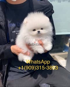 White Pomer,anian for sale