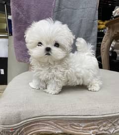 White Poo,dle puppy’s for sale