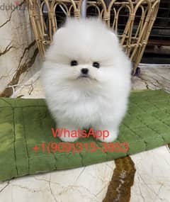 White male Pomer,anian for sale 0