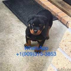 Male Rottweiler for sale 0